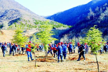           青年志愿者植树造林 图片由中条山集团团委提供        